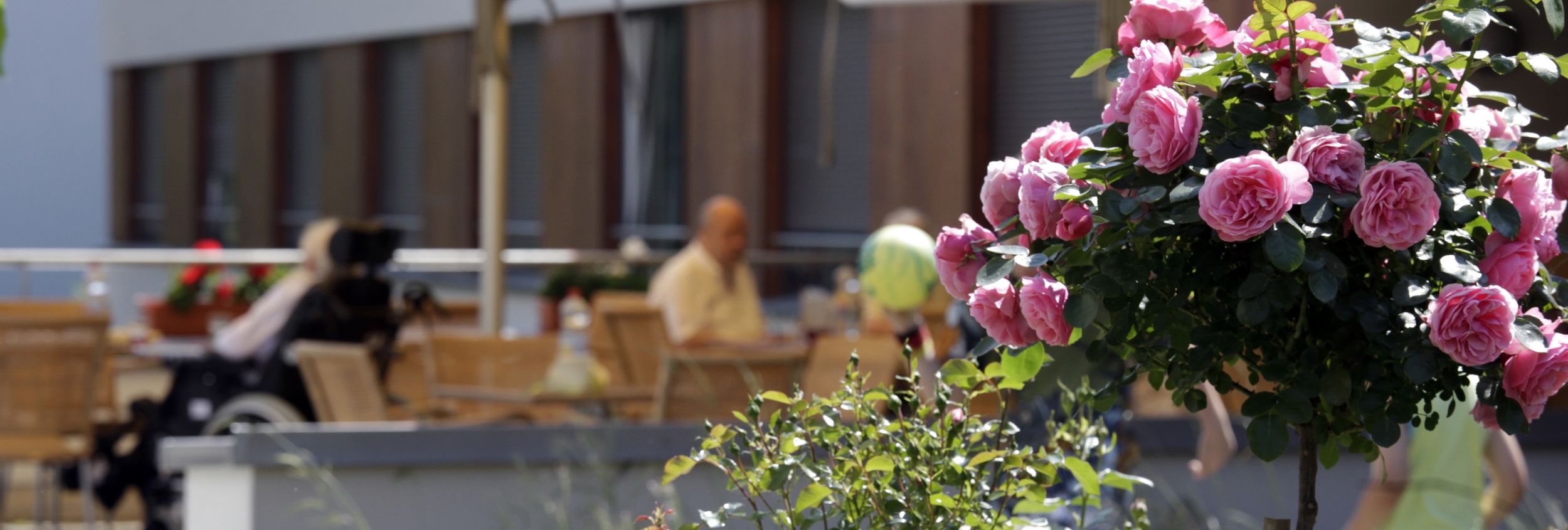 Rosenbüschen mit pinken und weißen Rosen vor verschwommener Caféterrasse